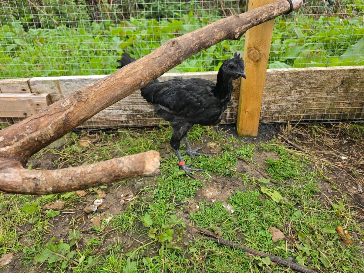Pure Ayam Cemani - 2 Roosters - Image 4
