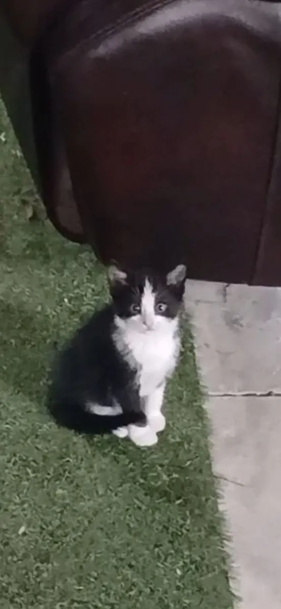 Kittens - Image 2