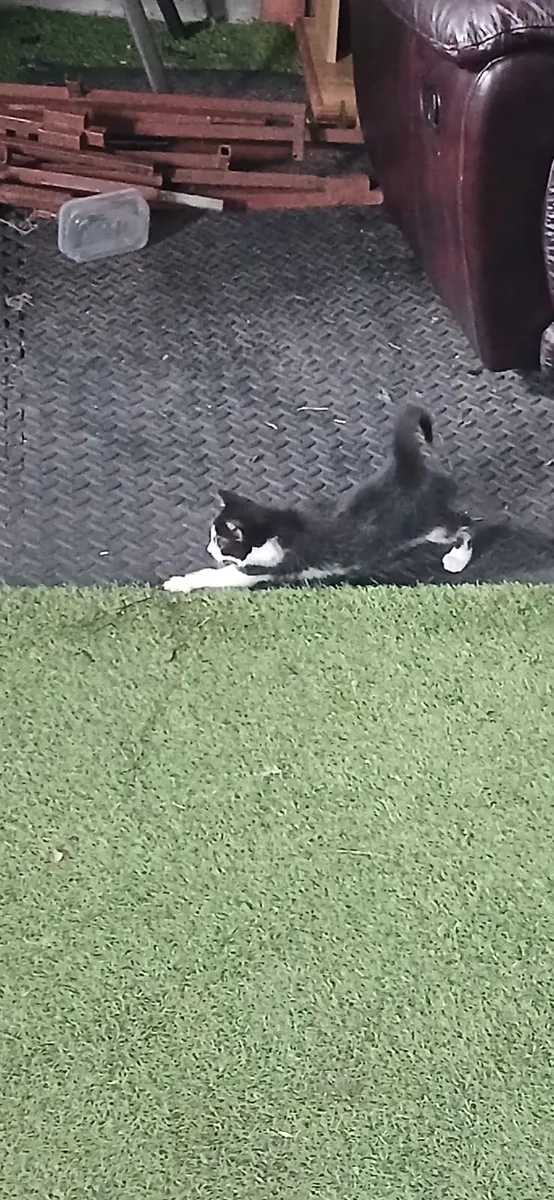 Kittens - Image 3