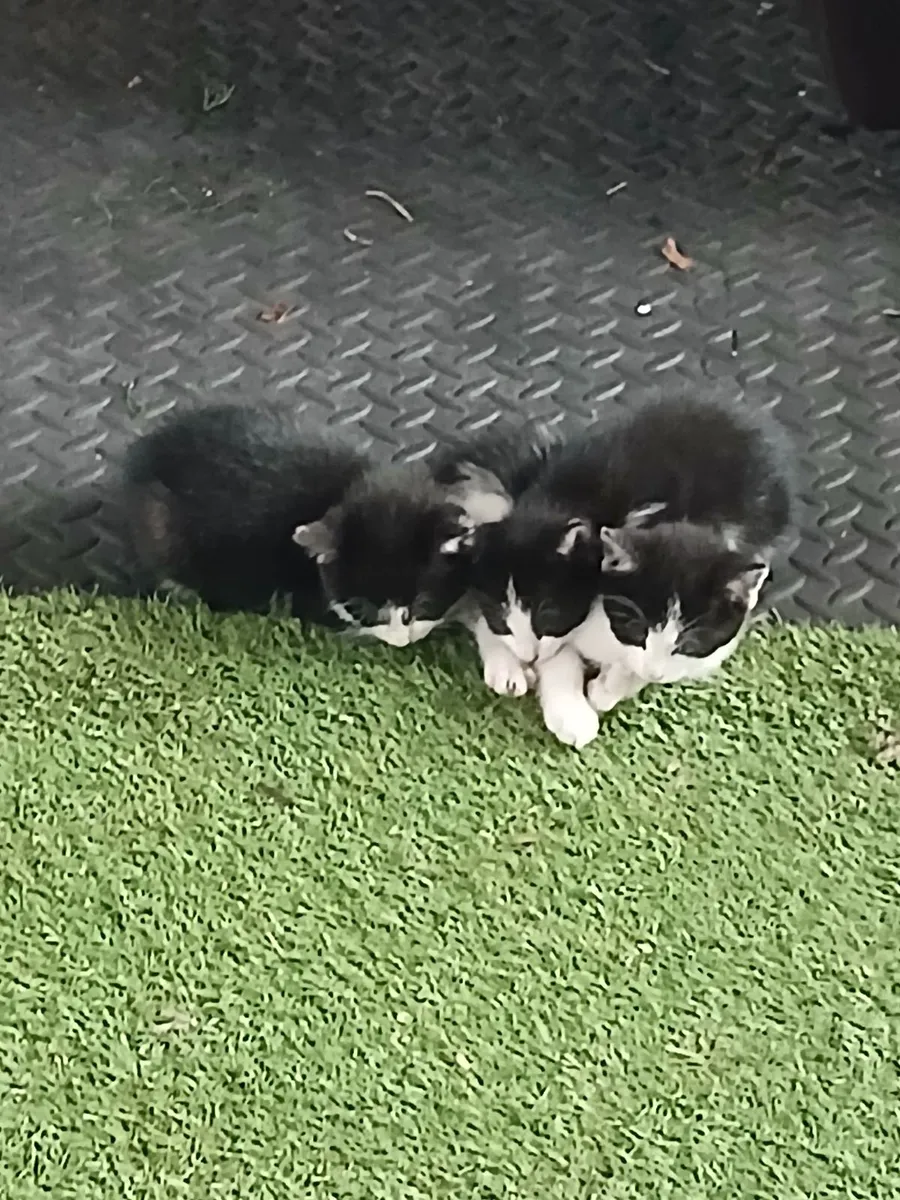 Kittens - Image 4