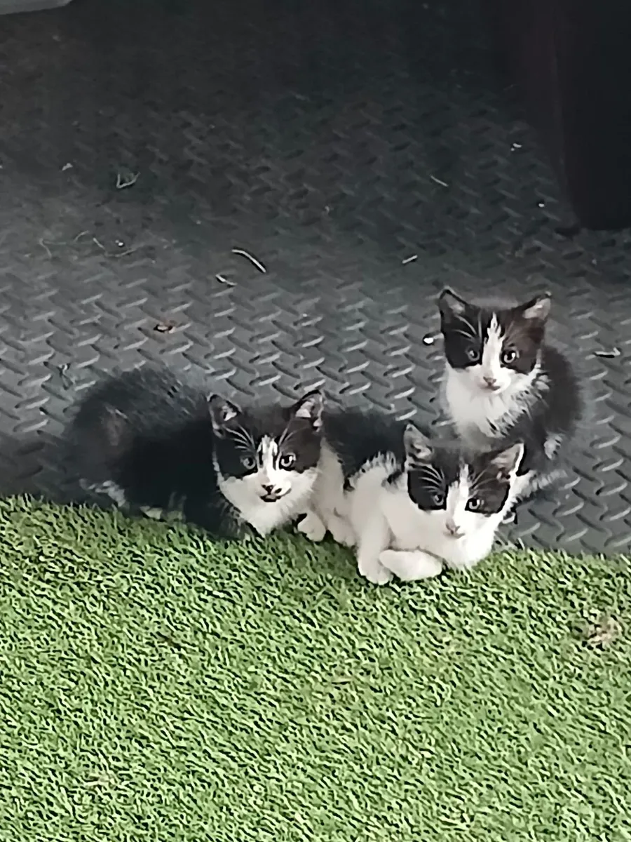 Kittens - Image 1