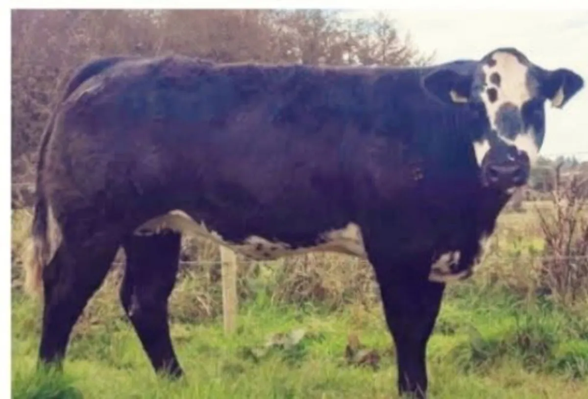 In Calf Heifers Sept 26th Ballinasloe Mart - Image 3