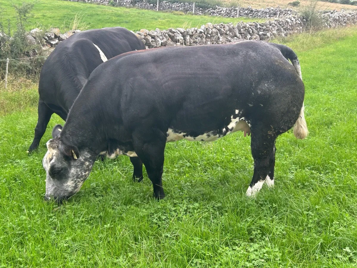 In Calf Heifers Sept 26th Ballinasloe Mart - Image 4