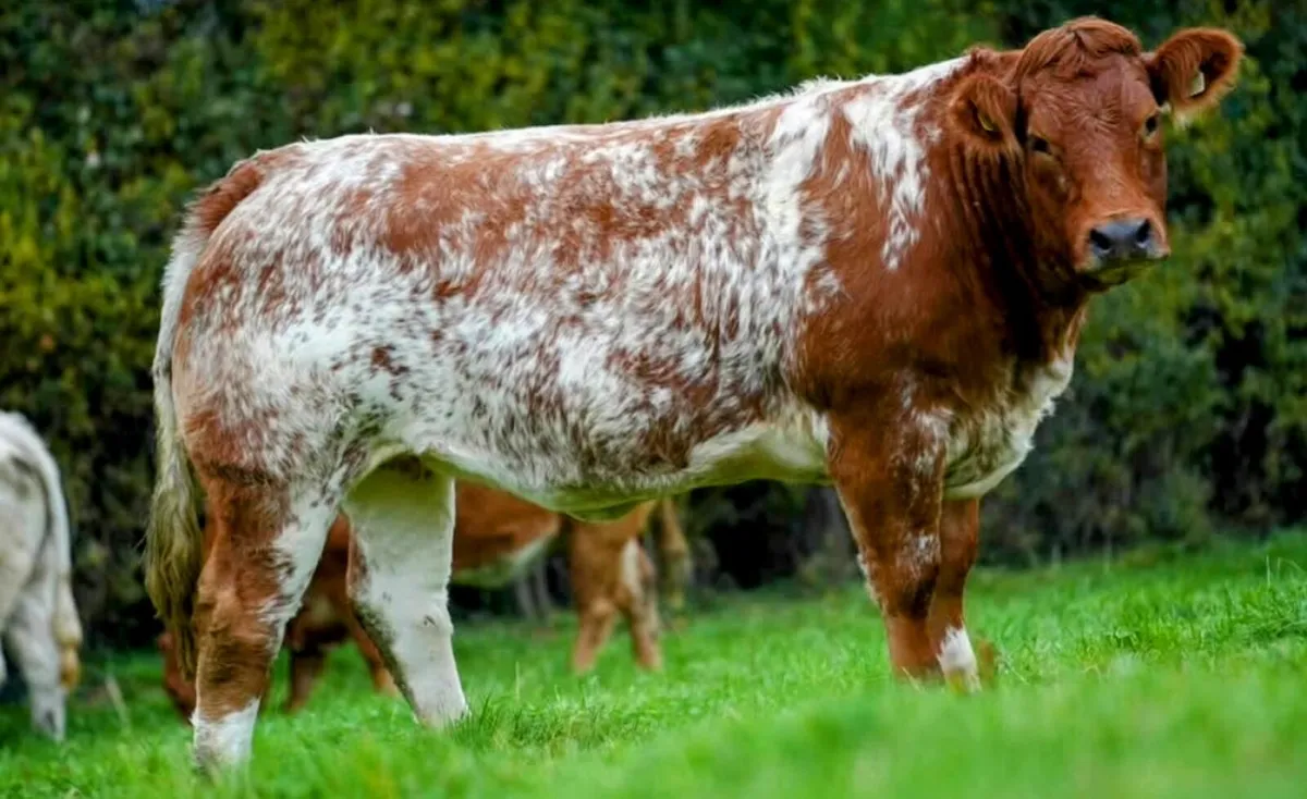 In Calf Heifers Sept 26th Ballinasloe Mart - Image 1