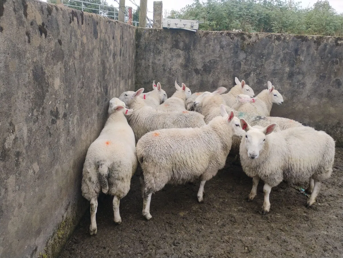 Pb North country Cheviot rams - Image 4