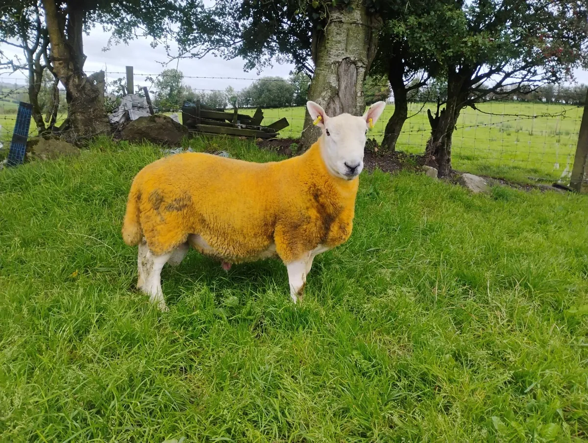 Pb North country Cheviot rams - Image 1