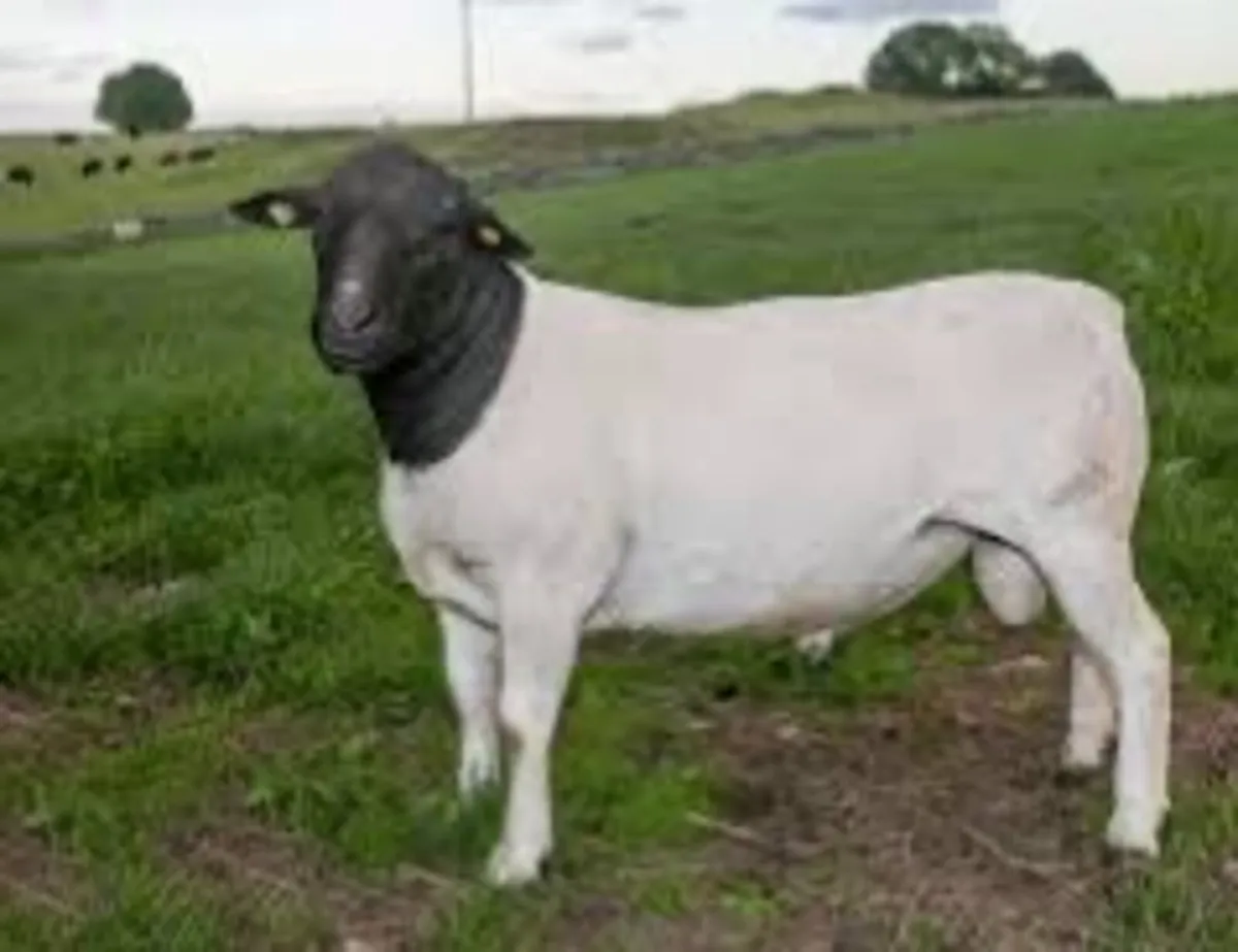 Dorper Sheep Wanted