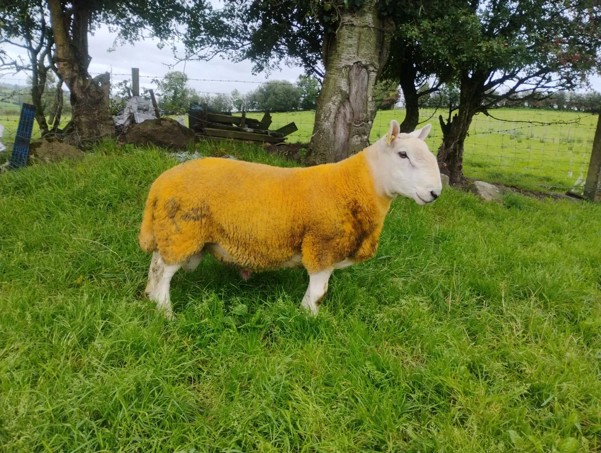 Pb North country Cheviot rams - Image 2