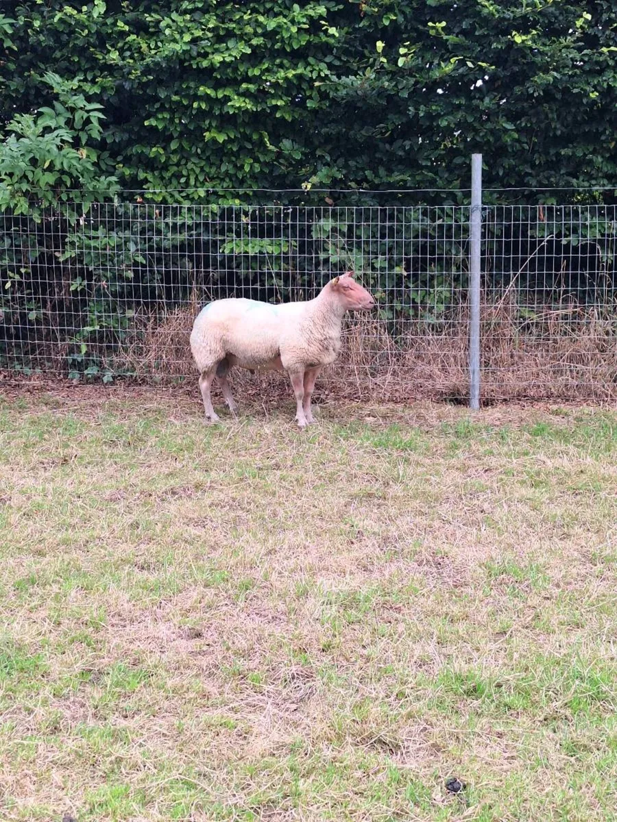 Rouge pedigree shearling ram - Image 1