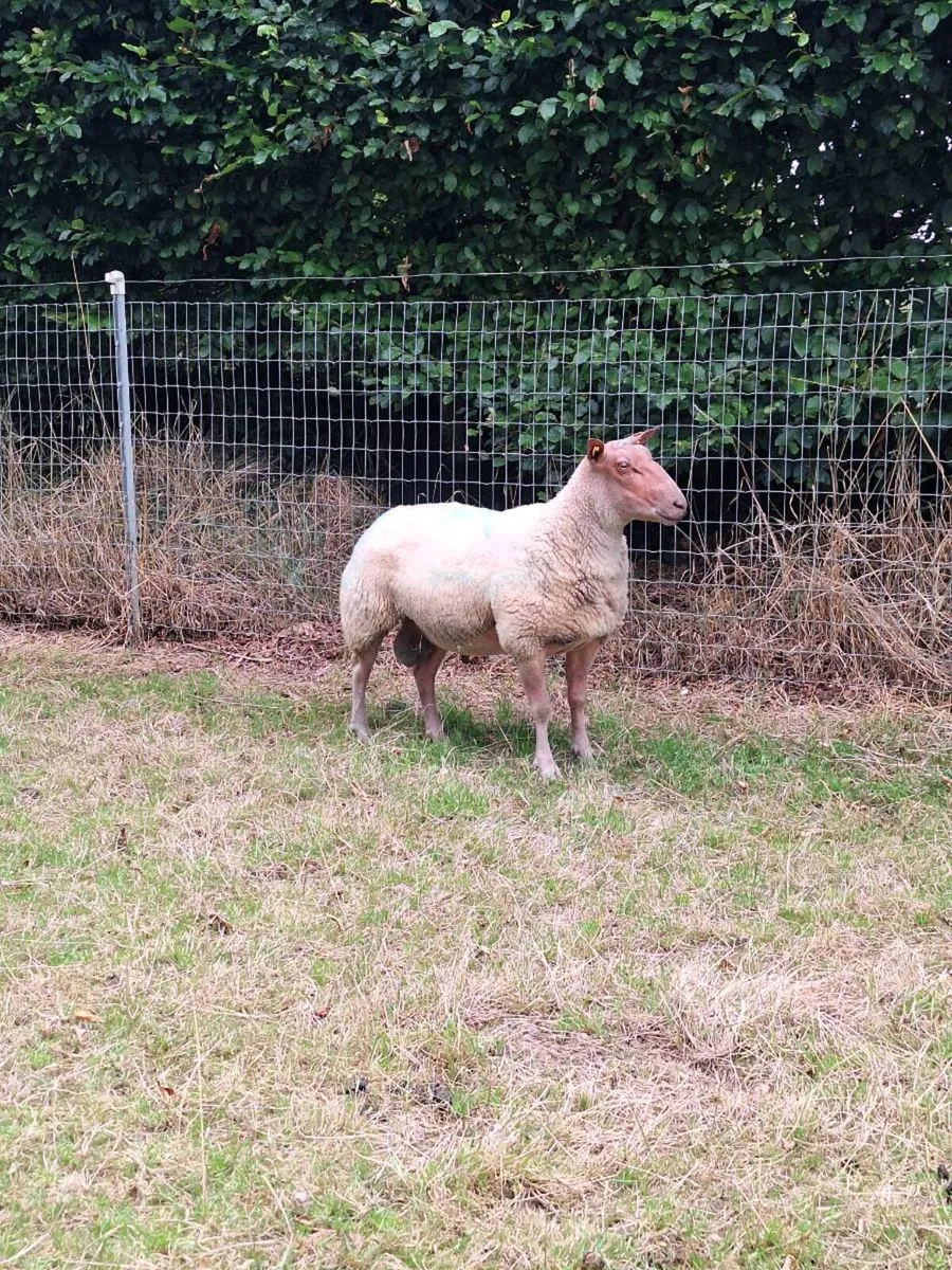 Rouge pedigree shearling ram - Image 2