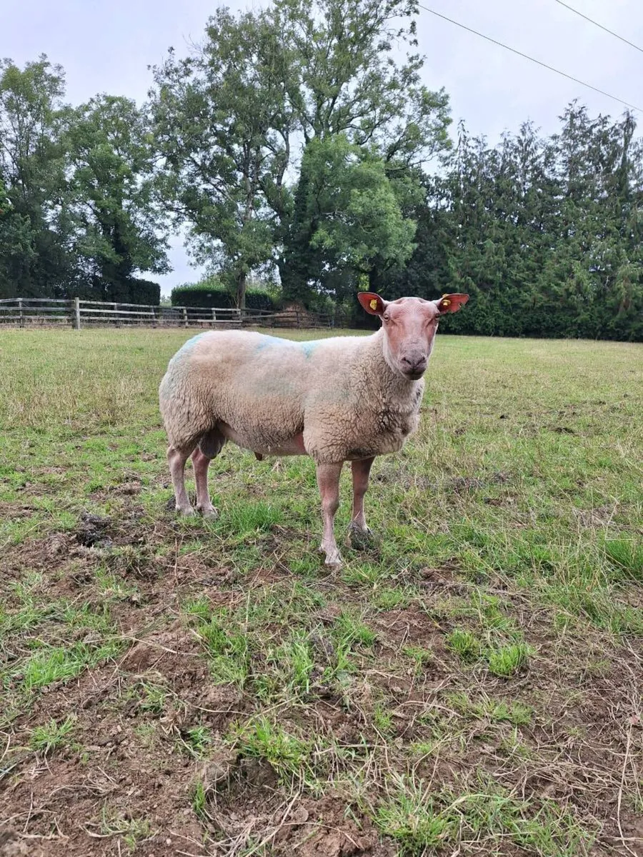Rouge pedigree shearling ram - Image 3