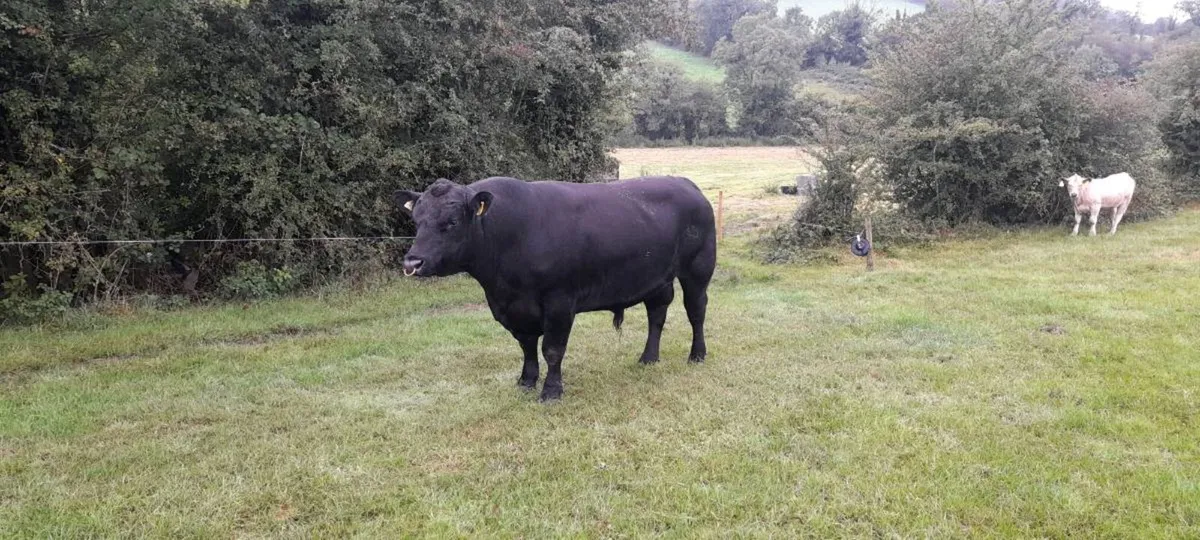 Aberdeen Angus Pedigree Bull 5 Stars - Image 1