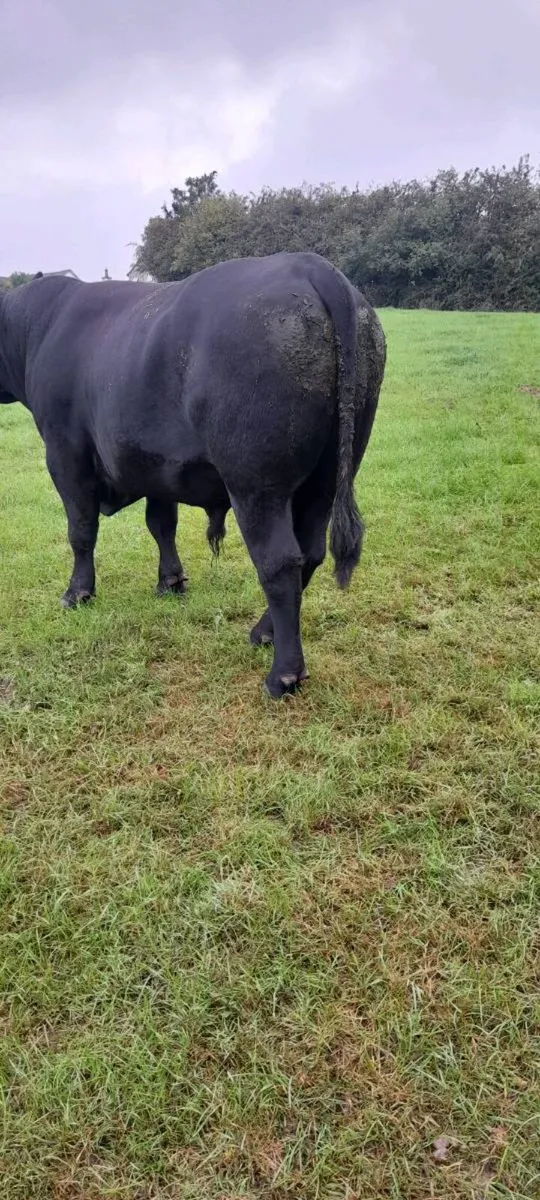 Aberdeen Angus Pedigree Bull 5 Stars - Image 2
