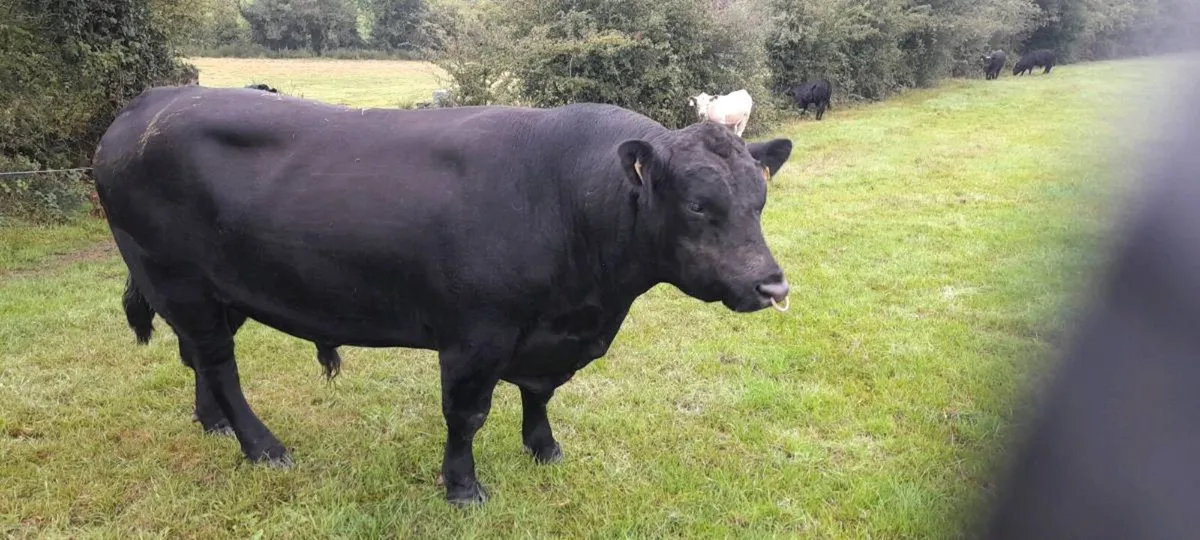 Aberdeen Angus Pedigree Bull 5 Stars - Image 3
