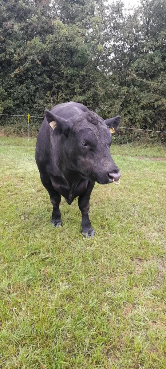 Aberdeen Angus Pedigree Bull 5 Stars - Image 4