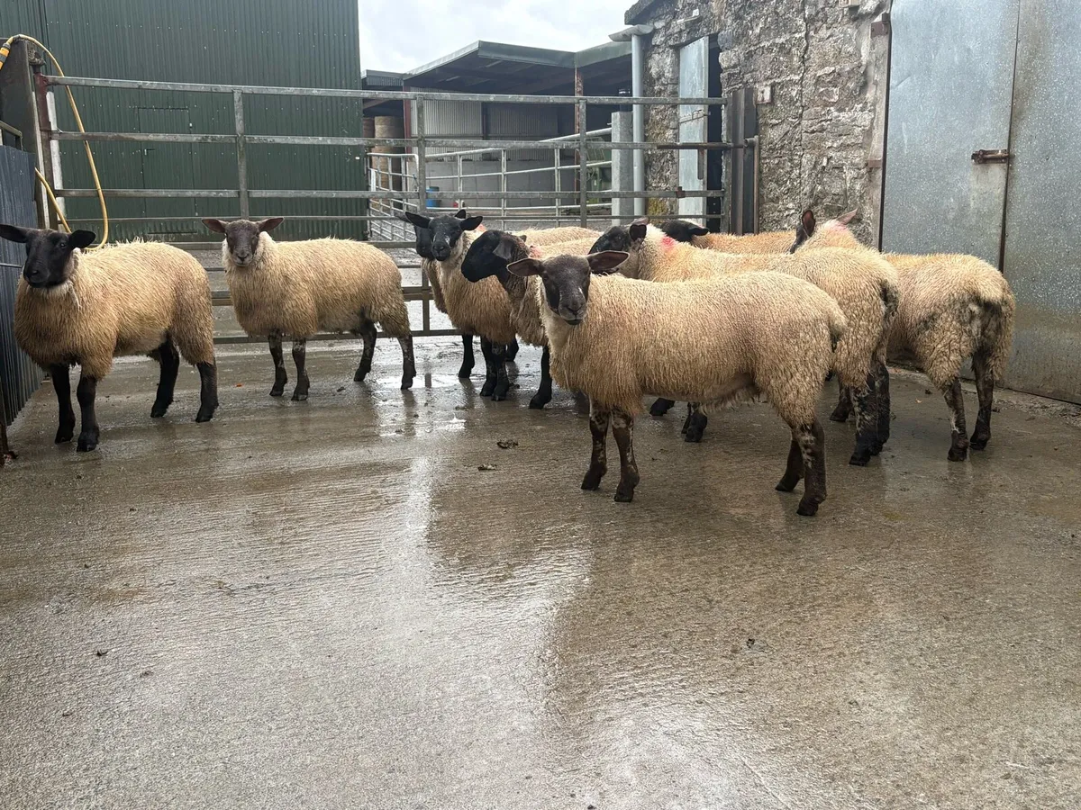 Ewe lambs - Image 2