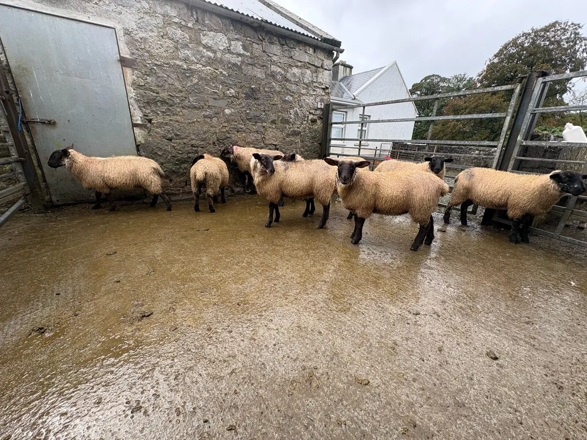 Ewe lambs - Image 3