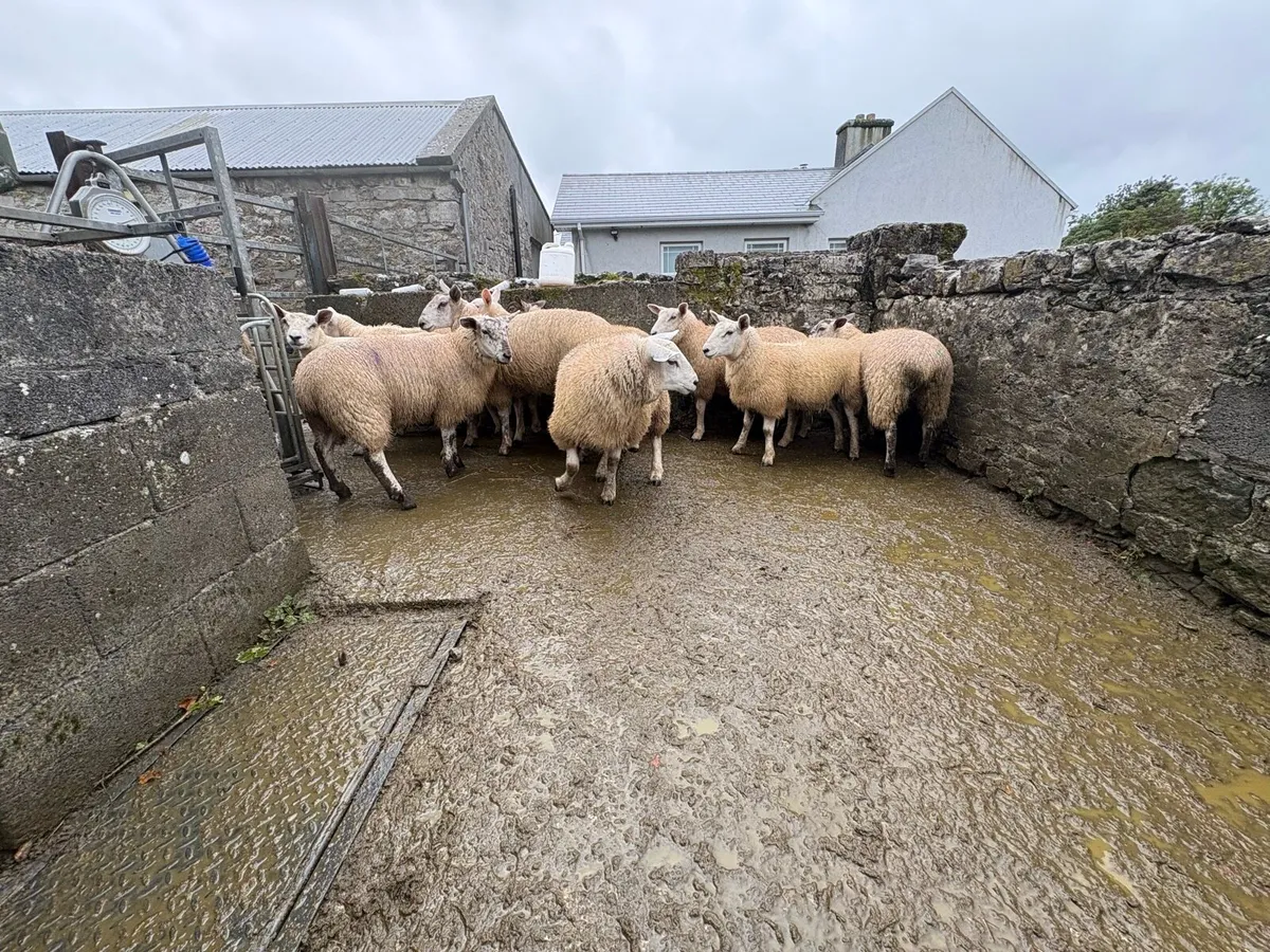 Ewe lambs - Image 4