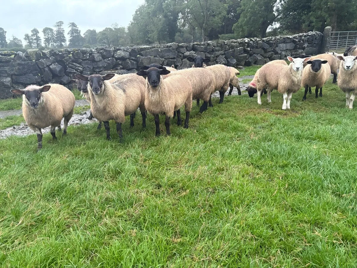 Ewe lambs - Image 1