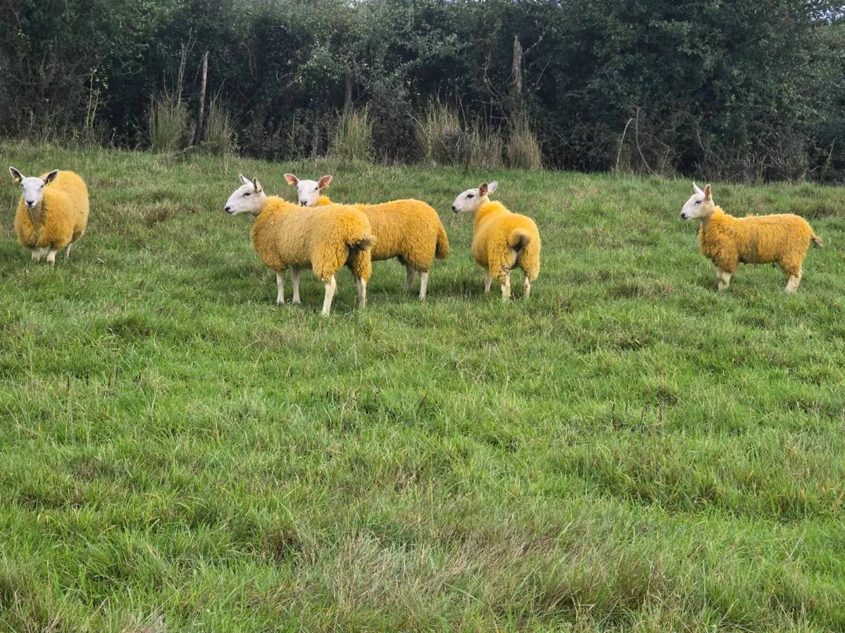 Cheviot mule ewe lambs - Image 2