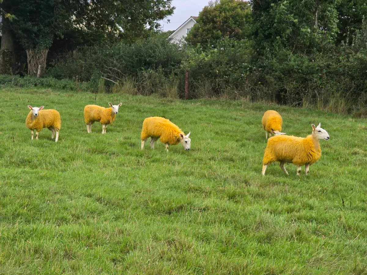 Cheviot mule ewe lambs - Image 3