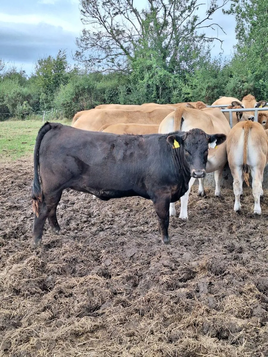 Angus heifers aax - Image 1