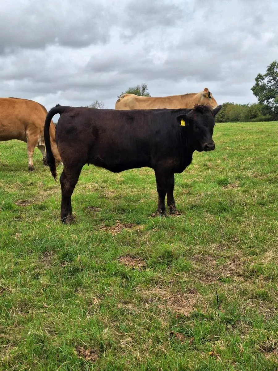 Angus heifers aax - Image 2