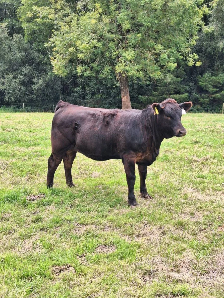 Angus heifers aax - Image 3