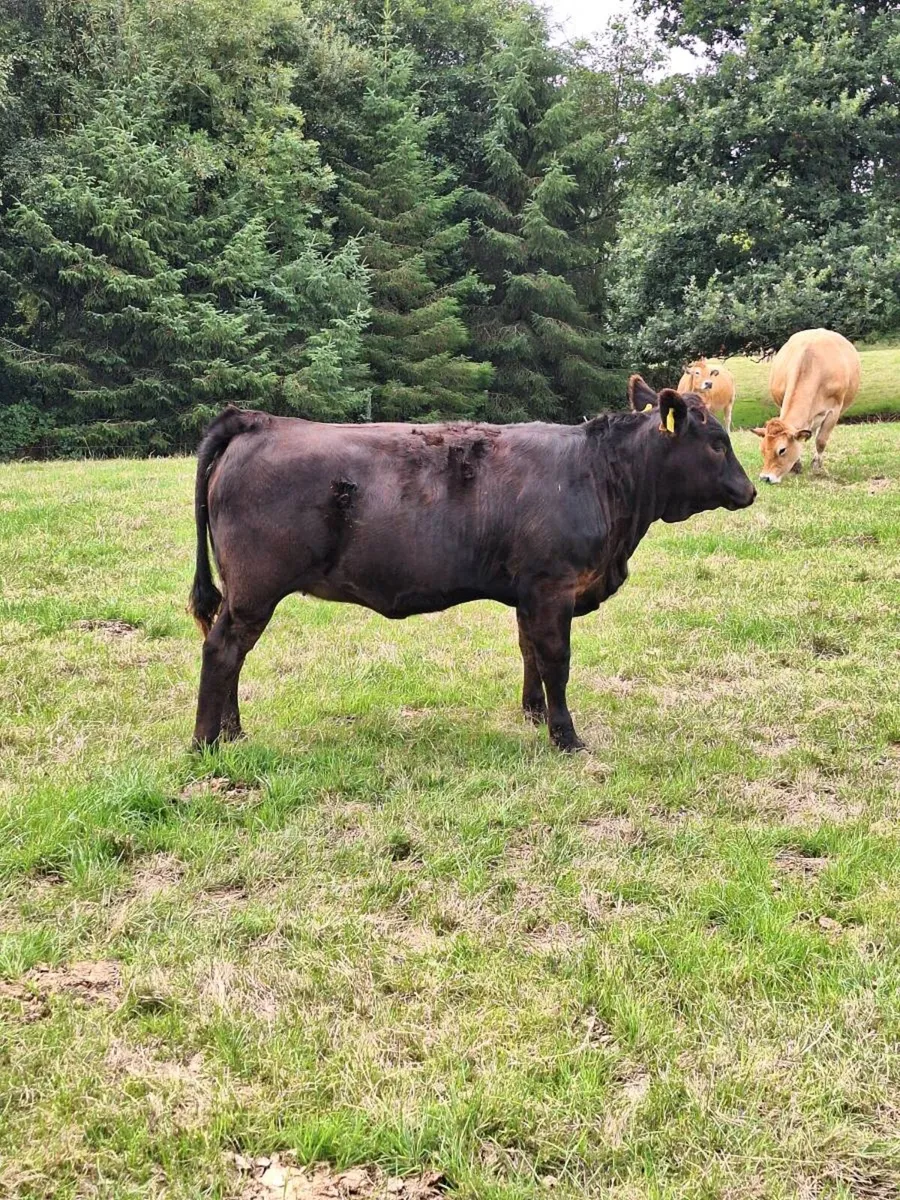 Angus heifers aax - Image 4