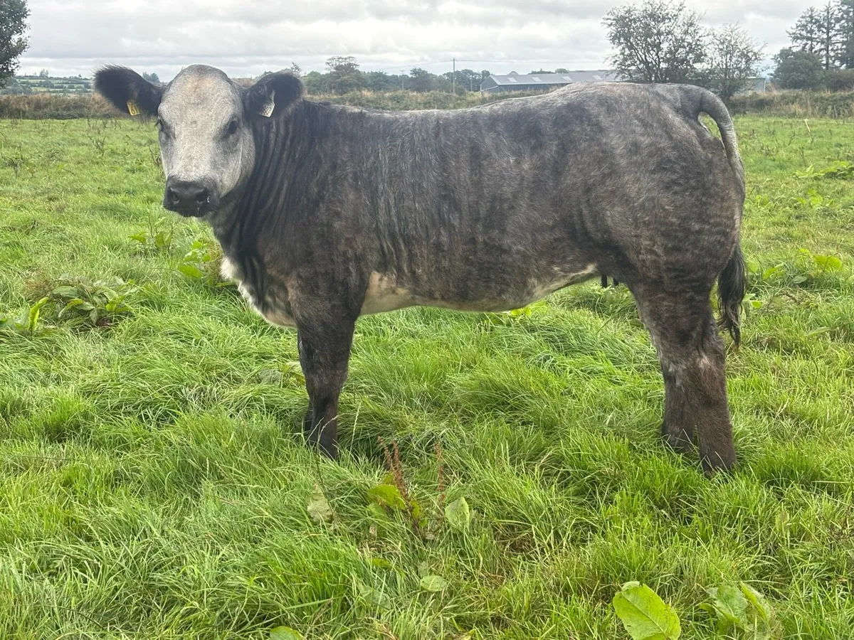 Breeding Heifers - Image 2