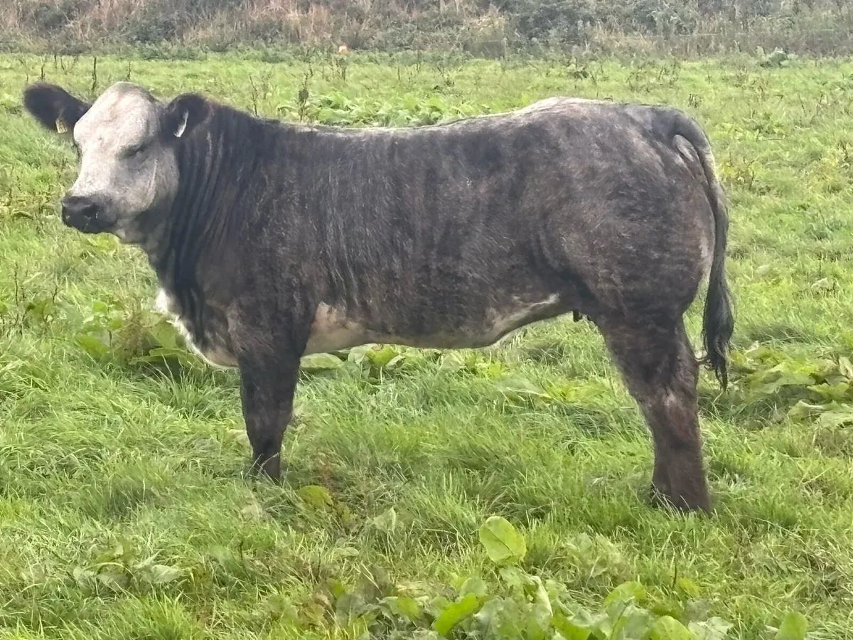 Breeding Heifers - Image 3