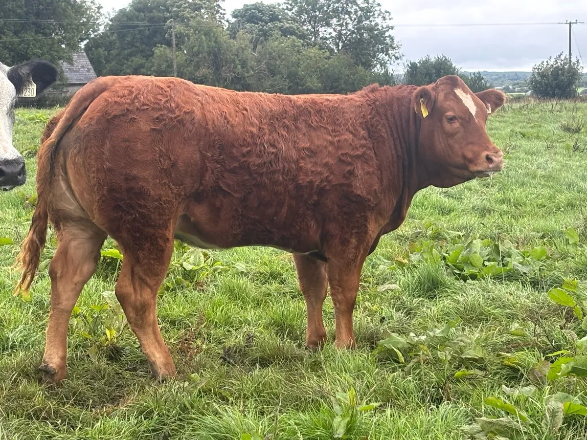 Breeding Heifers - Image 4