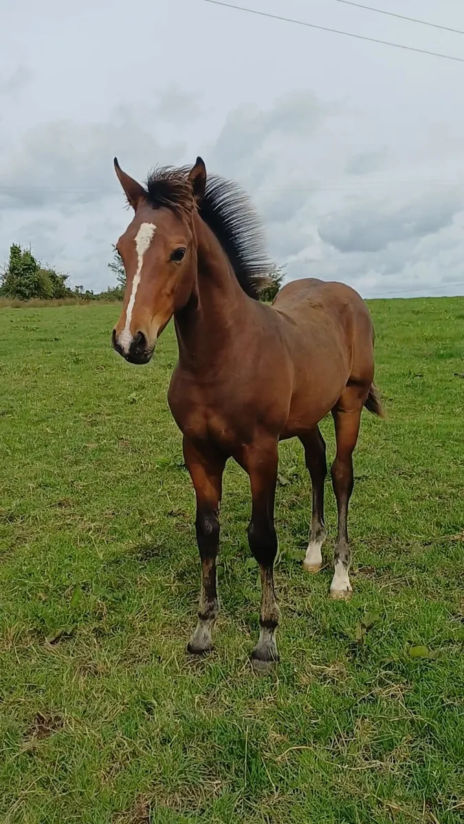 Bay sport pony colt - Image 1