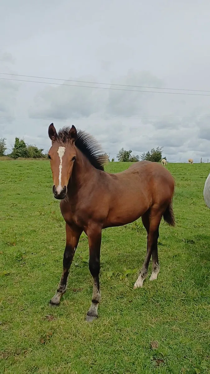 Bay sport pony colt - Image 2