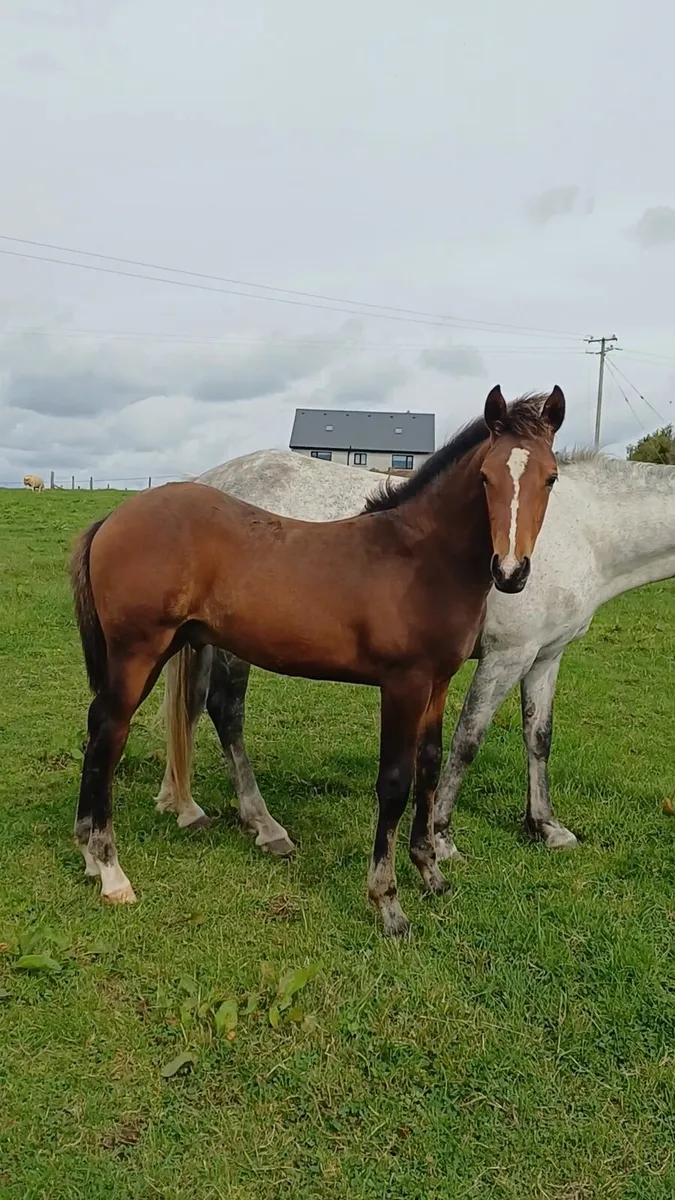 Bay sport pony colt - Image 3