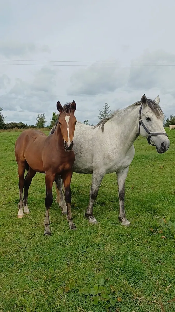 Bay sport pony colt - Image 4