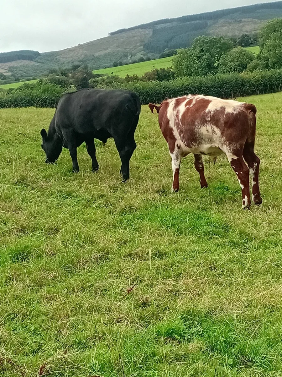 Angus and Hereford bullocks - Image 3