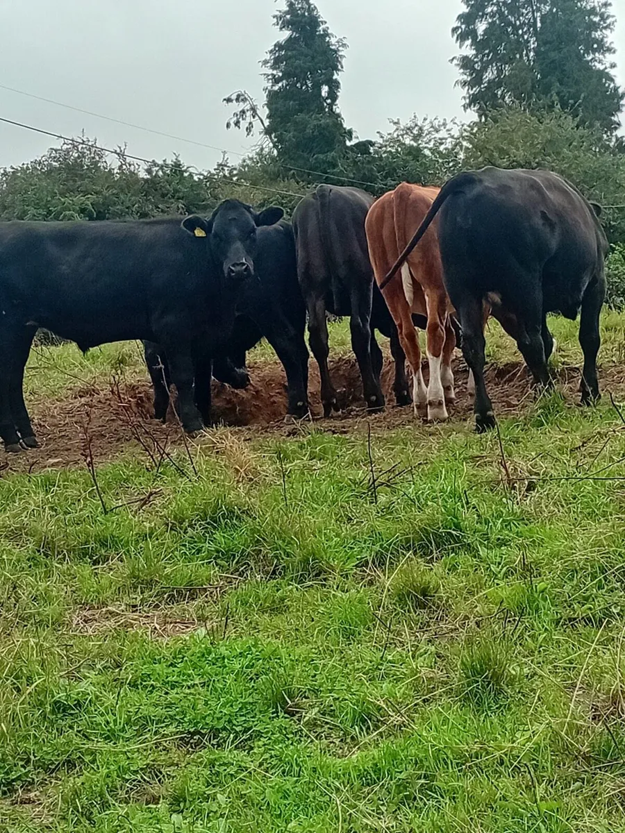 Angus and Hereford bullocks - Image 1