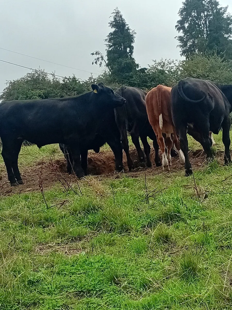 Angus and Hereford bullocks - Image 2