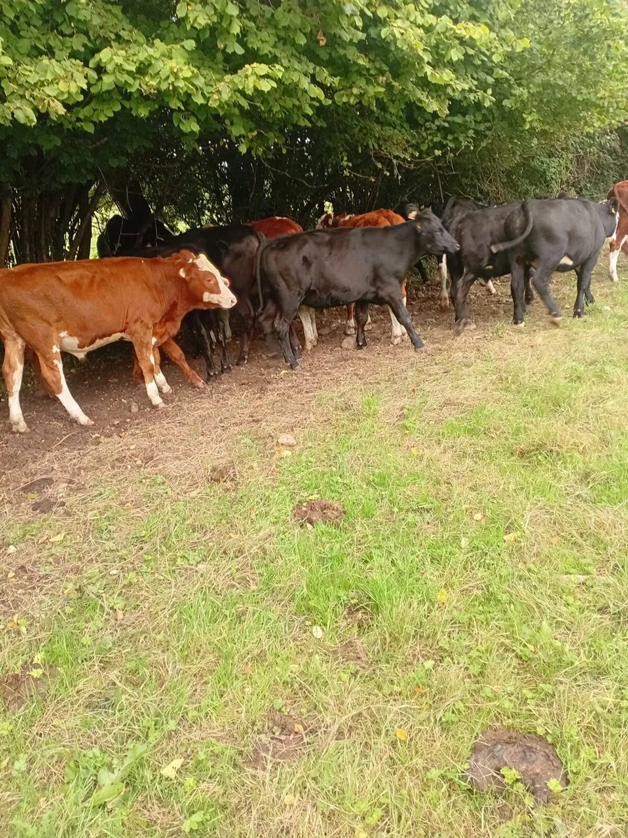 Angus and Hereford bullocks - Image 4