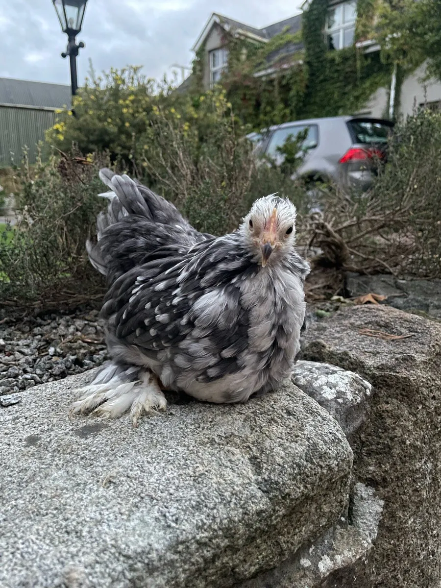 Pekins - Image 1