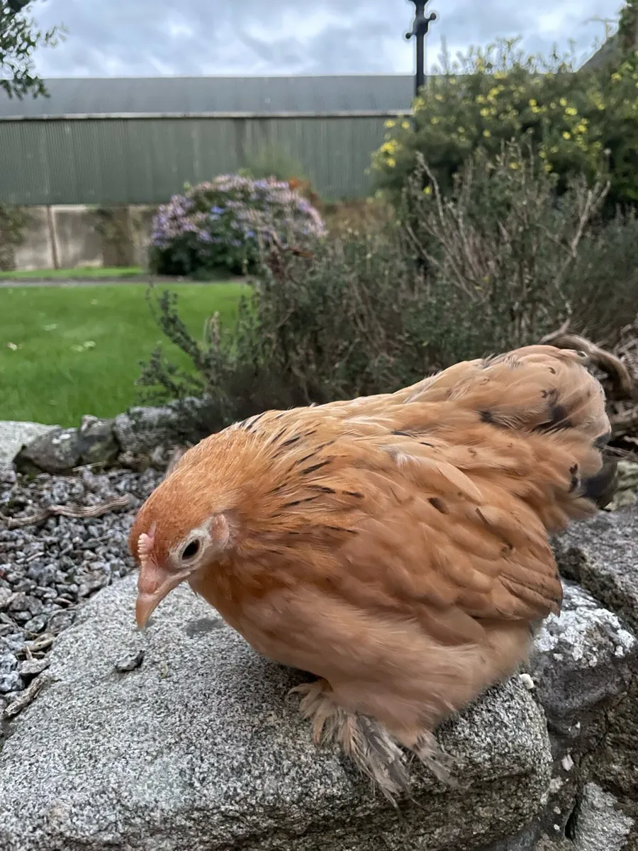 Pekins - Image 2