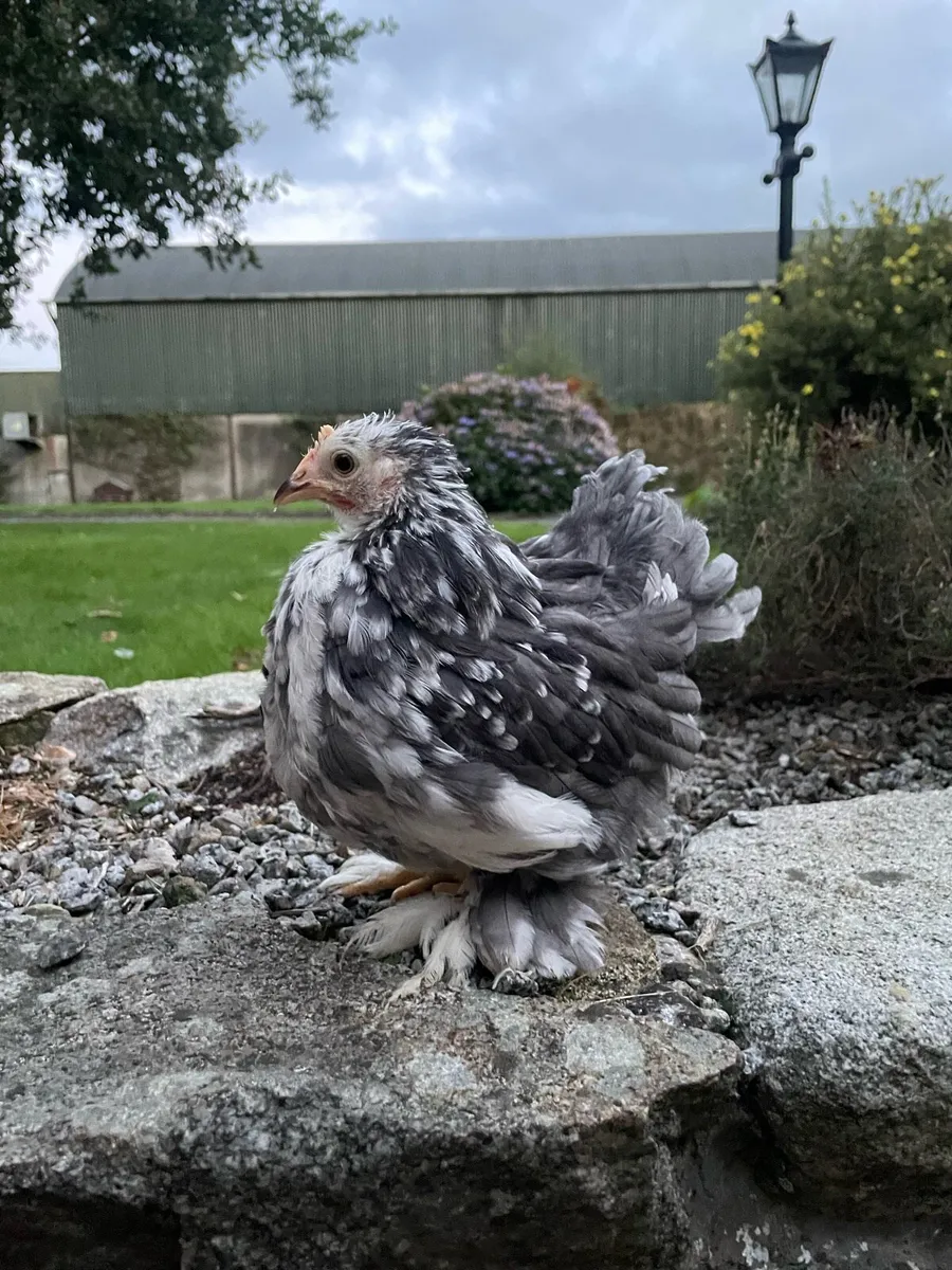 Pekins - Image 3