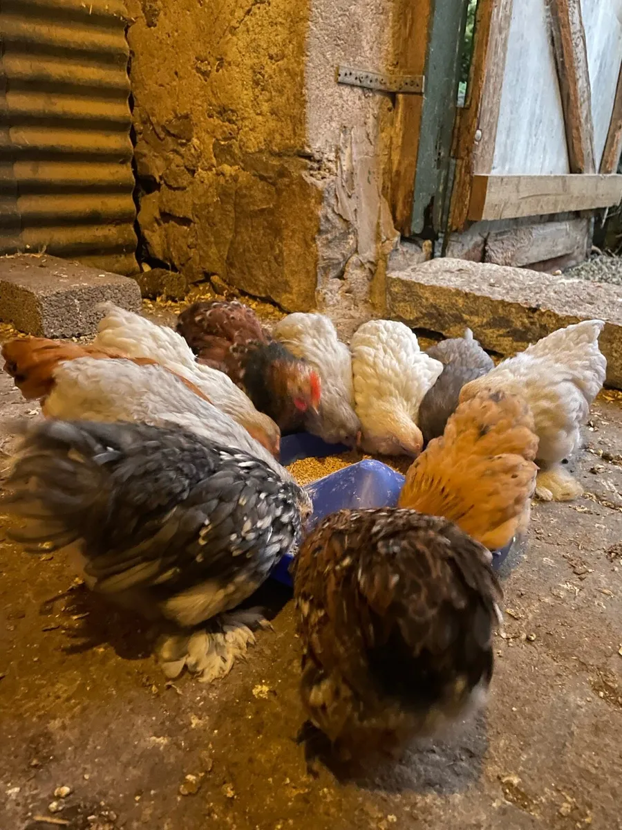 Pekins - Image 4