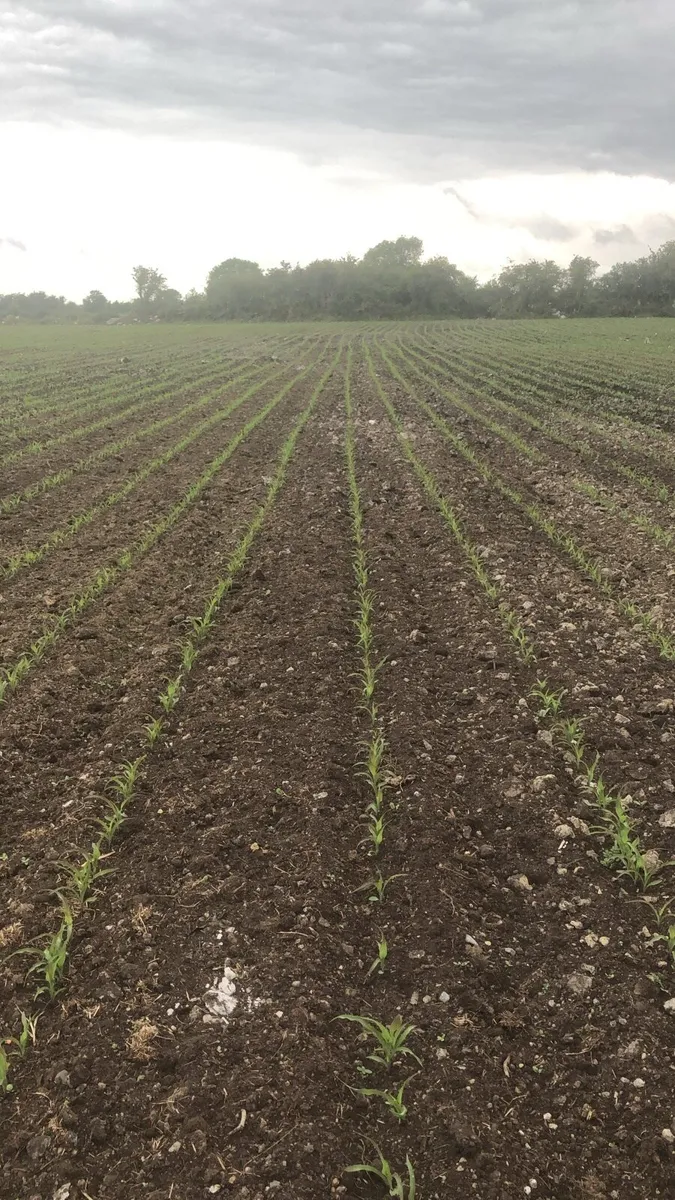 Maize silage - Image 4