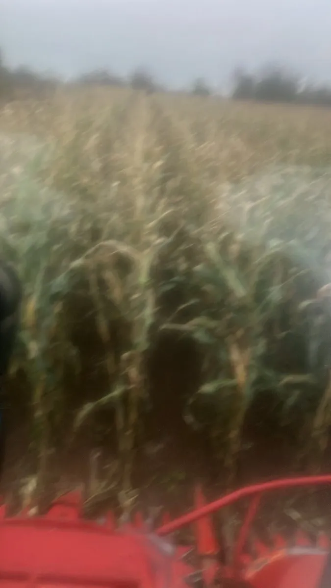 Maize silage - Image 2
