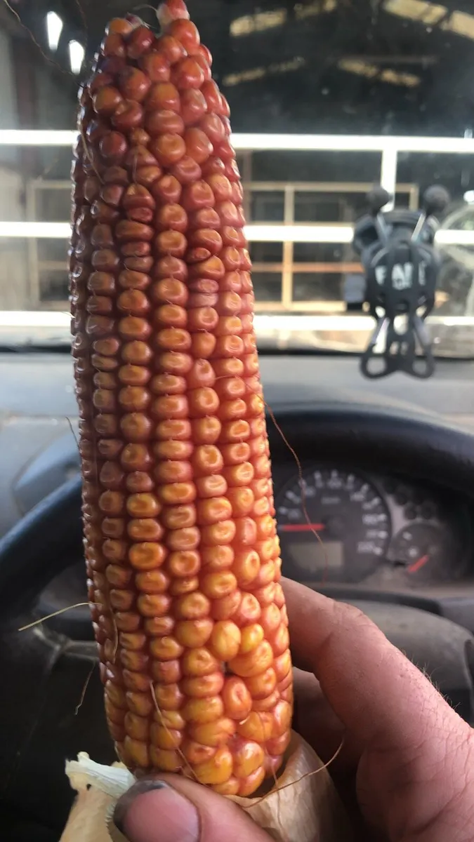 Maize silage - Image 1