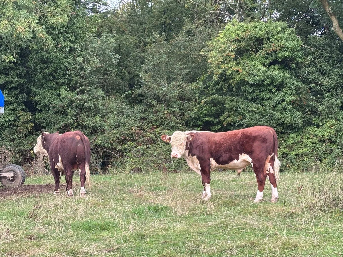 Pedigree Hereford - Image 4