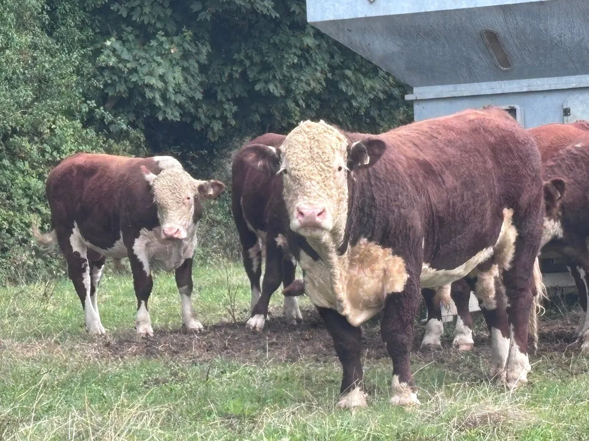 Pedigree Hereford - Image 1