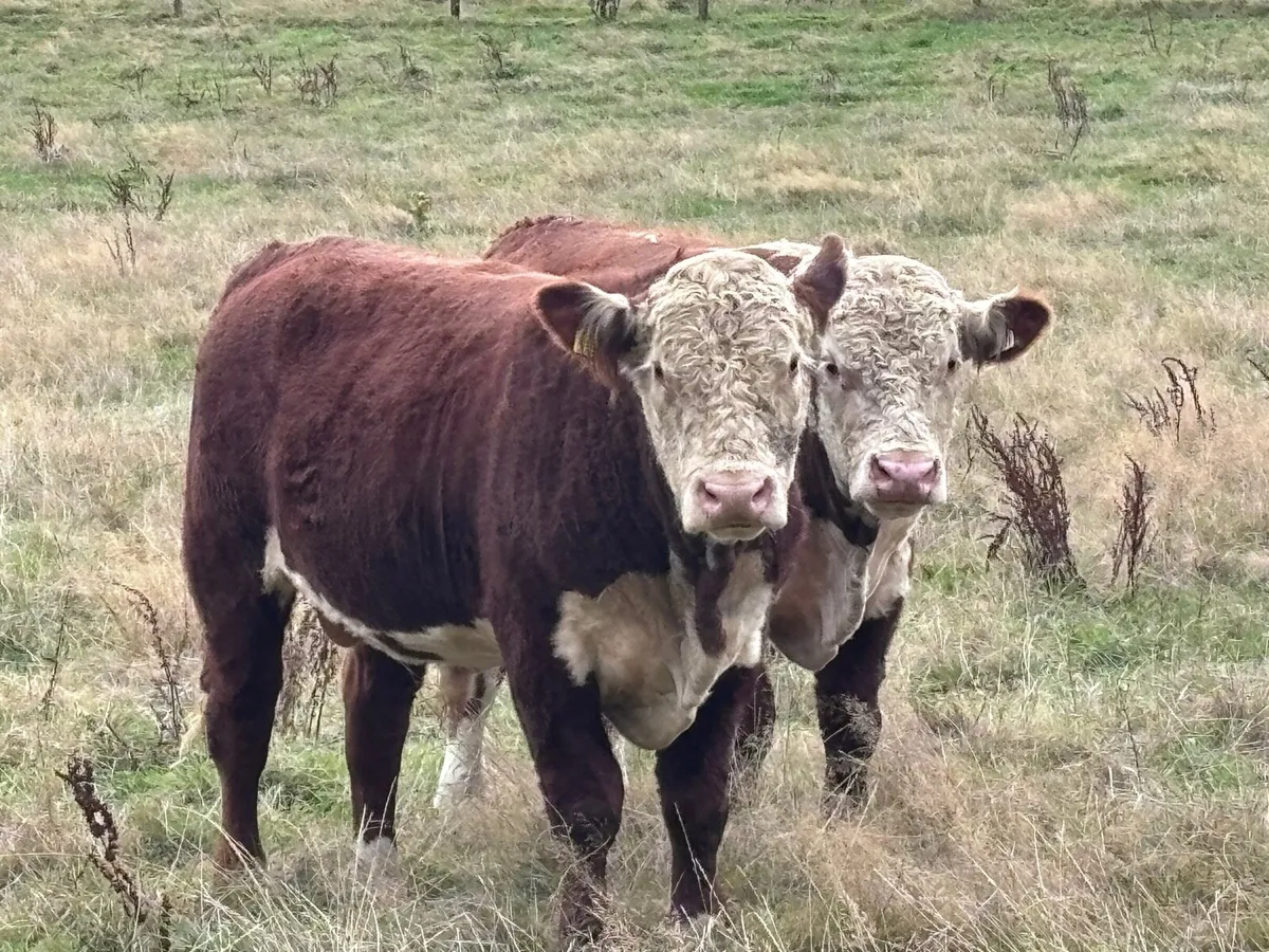Pedigree Hereford - Image 3